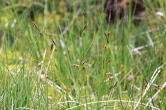 Carex binervis