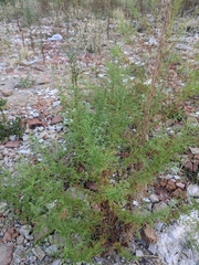 Artemisia annua