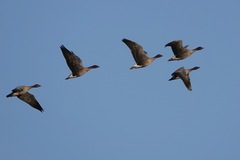 Anser brachyrhynchus