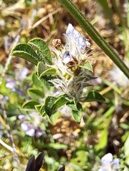 Psoralea decumbens