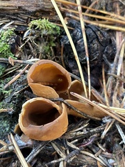 Otidea alutacea