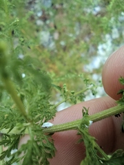 Cryptolaemus montrouzieri