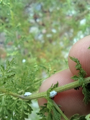 Cryptolaemus montrouzieri