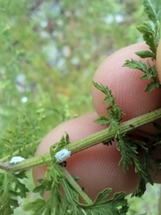 Cryptolaemus montrouzieri