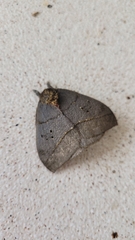 Automeris belti
