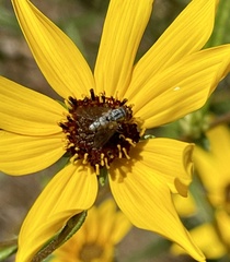 Dioxyna picciola