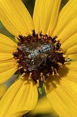 Dioxyna picciola