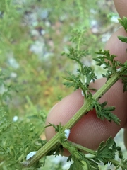 Cryptolaemus montrouzieri