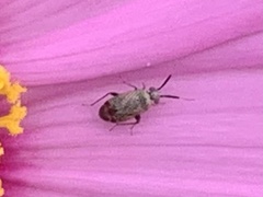 Spanagonicus albofasciatus