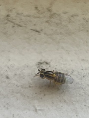 Thaumatomyia