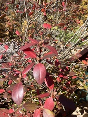 Aronia arbutifolia