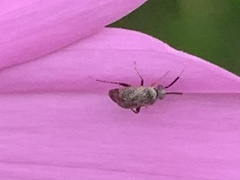 Spanagonicus albofasciatus