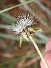 Gaillardia aestivalis winkleri