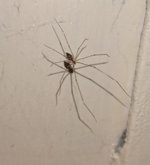Crossopriza lyoni