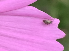 Spanagonicus albofasciatus