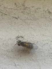 Thaumatomyia