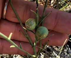 Antistrophus pisum