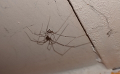 Crossopriza lyoni