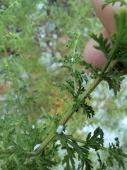 Artemisia annua