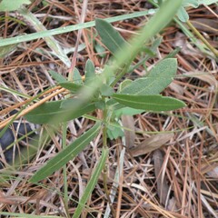 Gaillardia aestivalis winkleri