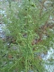 Artemisia annua