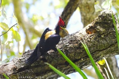 Campephilus leucopogon