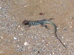 Cnemidophorus arubensis