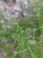 Artemisia annua