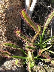 Drosera capensis