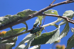Stenaspis verticalis