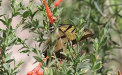 Papilio multicaudata