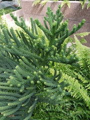 Araucariaceae