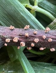 Neonectria ditissima