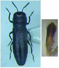 Agrilus hyperici