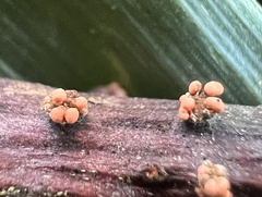 Neonectria ditissima