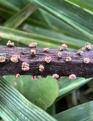 Neonectria ditissima