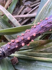 Neonectria ditissima