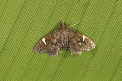 Deuterophysa obregonalis