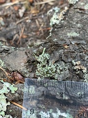 Cladonia transcendens