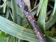 Neonectria ditissima