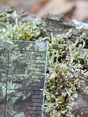 Cladonia transcendens