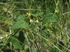 Zehneria