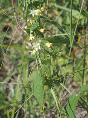 Zehneria