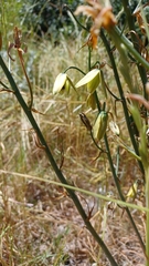 Albuca cooperi