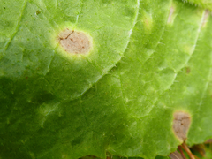 Ramularia inaequalis