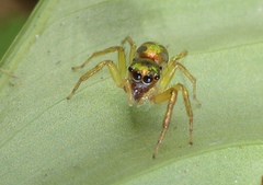Cytaea