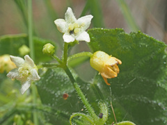 Zehneria