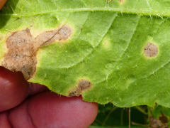 Ramularia inaequalis