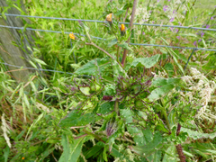 Ramularia inaequalis