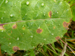 Ramularia inaequalis